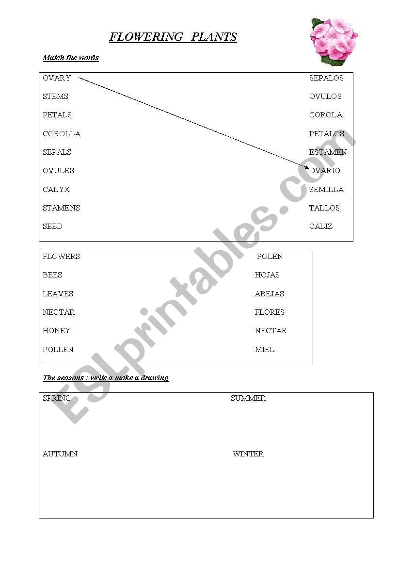 plants and fruits worksheet