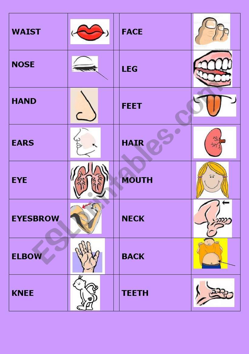 BODY DOMINO worksheet