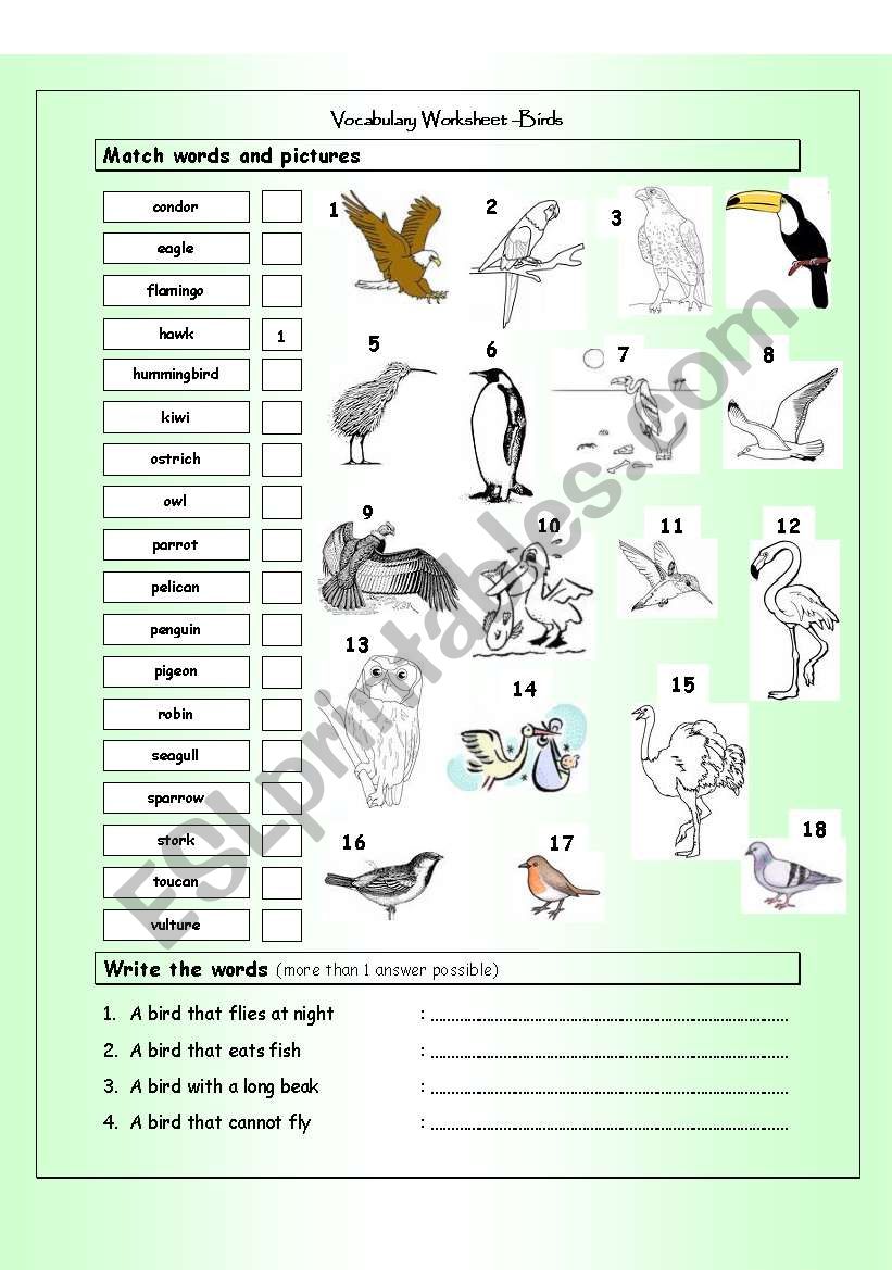 Vocabulary Matching Worksheet - BIRDS