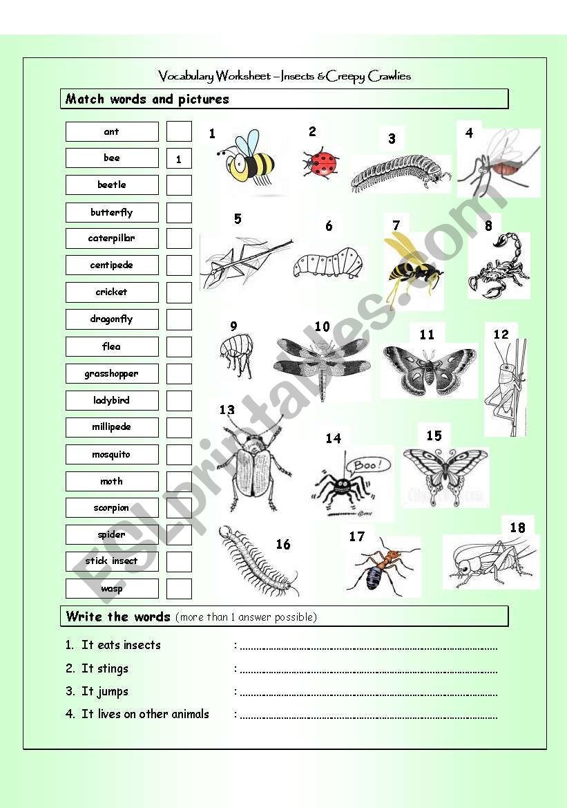 Vocabulary Matching Worksheet - INSECTS & Creepy Crawlies