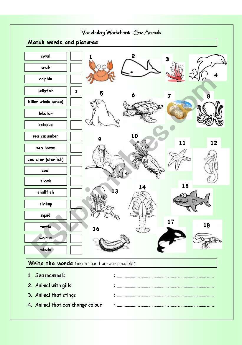 Vocabulary Matching Worksheet - SEA ANIMALS