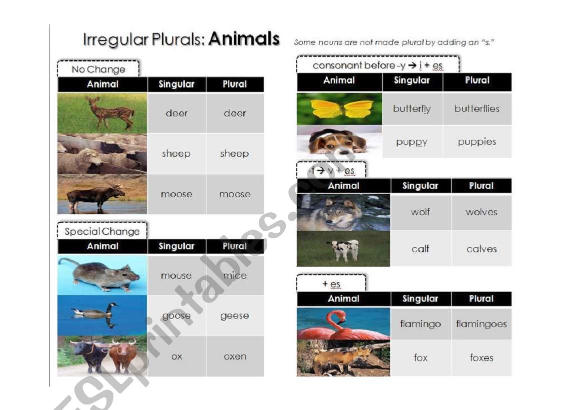 Irregular Plurals: Animals worksheet