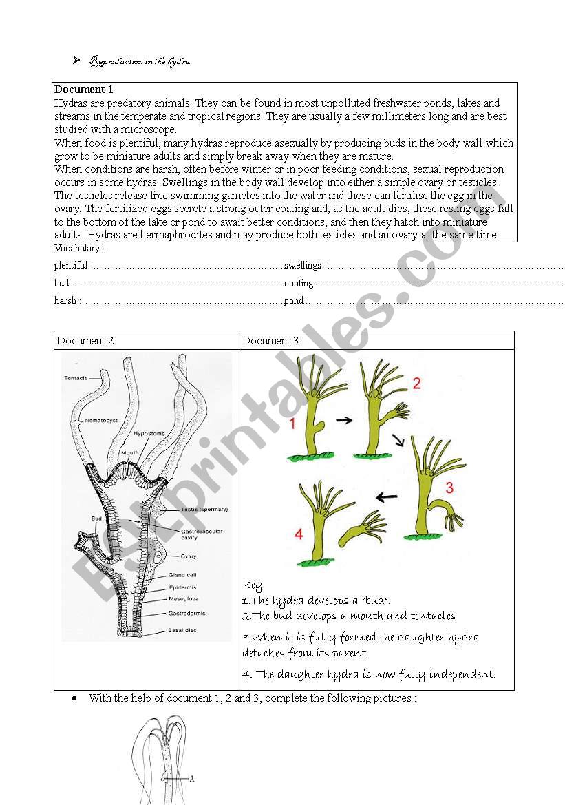 Science - Hydra reproduction worksheet
