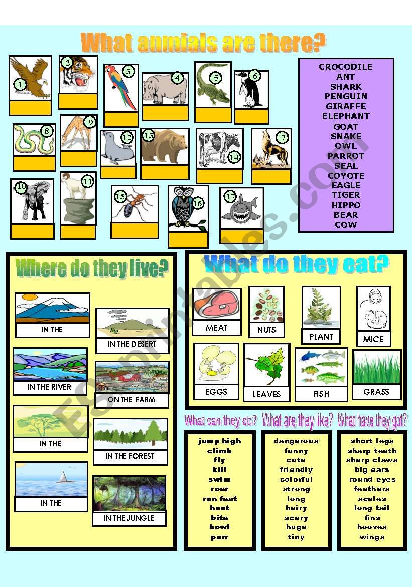 Describing animals 1/2 worksheet