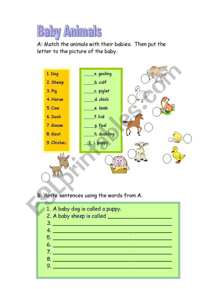 English worksheets: Baby Animals