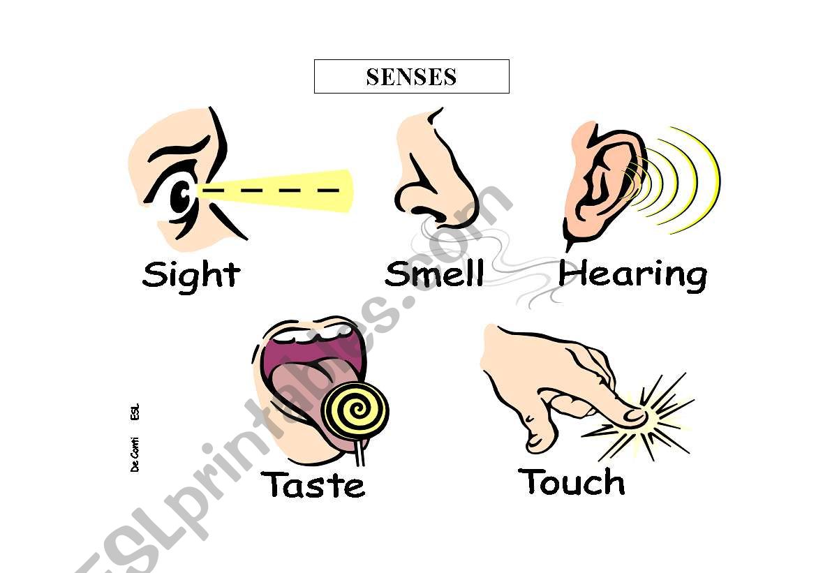 Senses worksheet