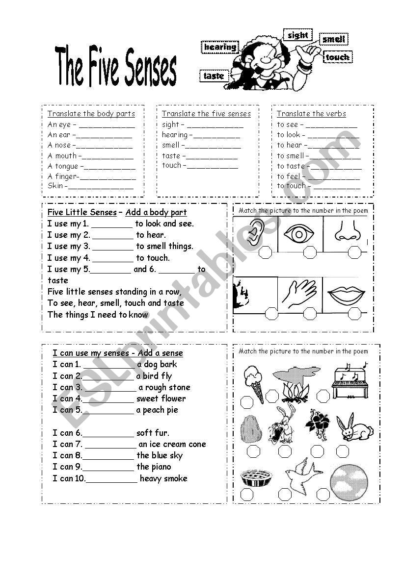 The Five Senses worksheet