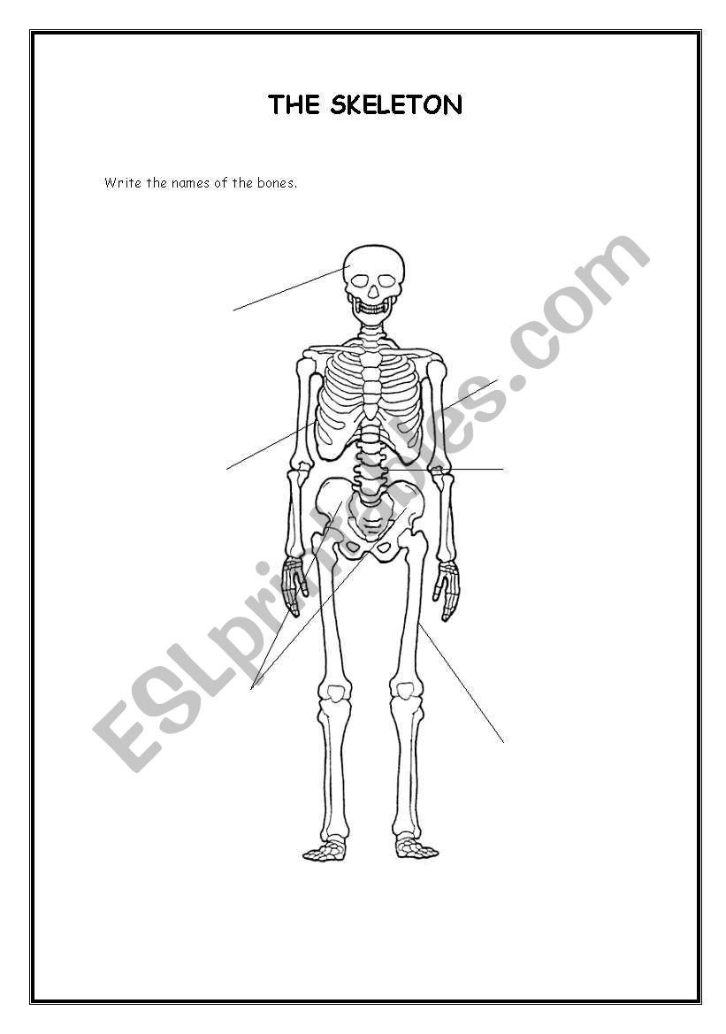 The skeleton worksheet