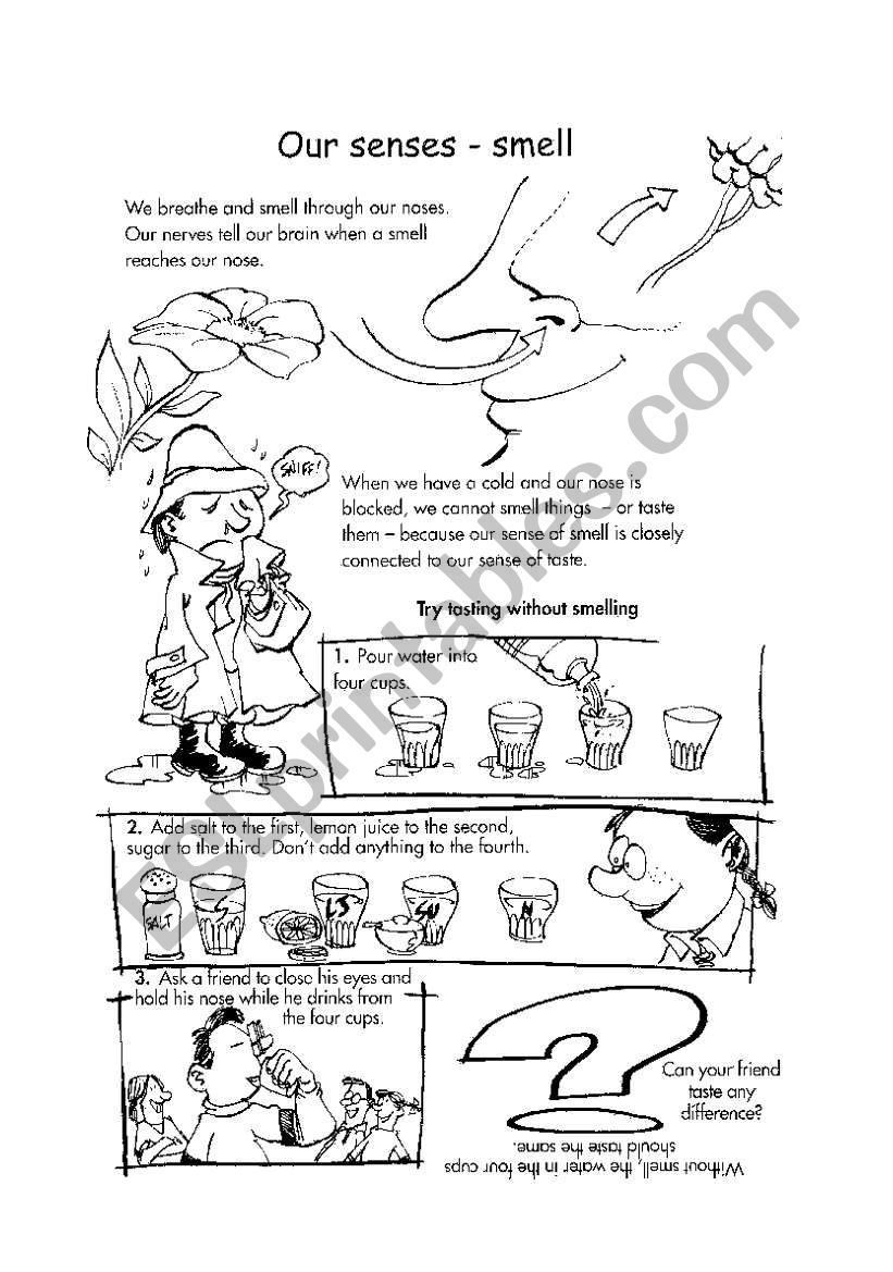 our senses - smell worksheet