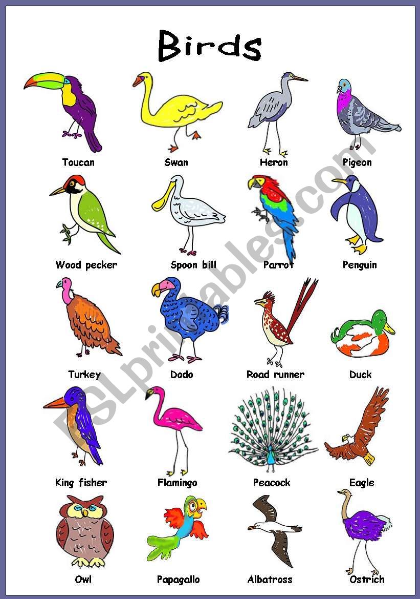 Birds worksheet