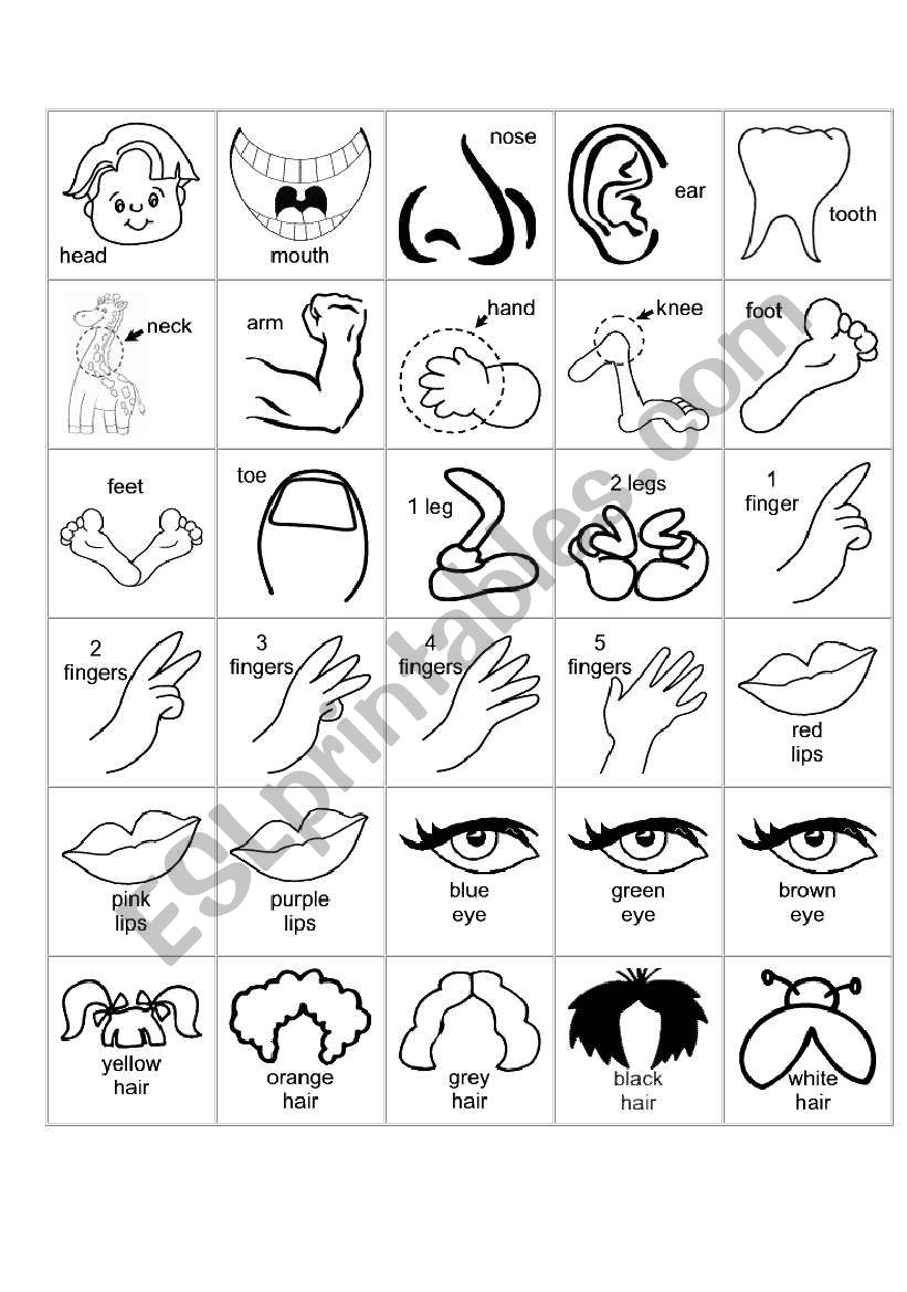 Body parts  worksheet