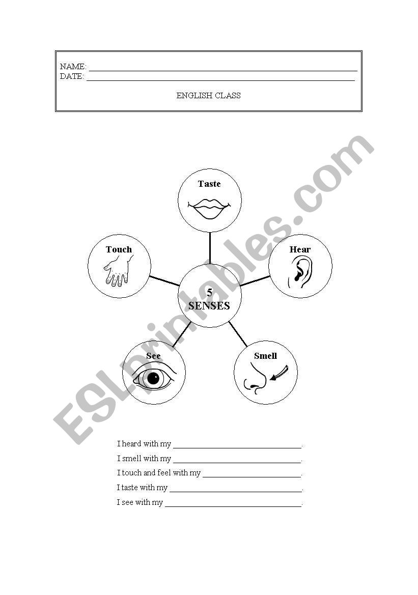 The five senses worksheet