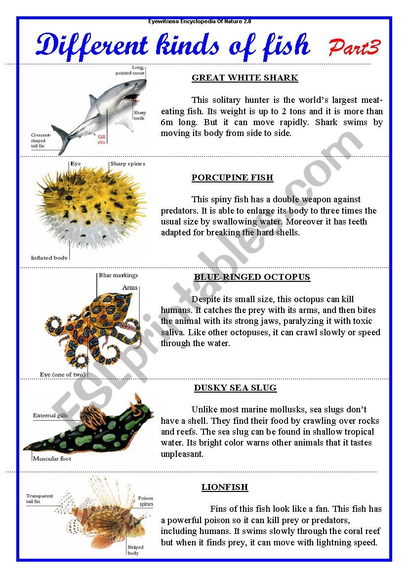Different Kinds Of Fish Part 3 Esl Worksheet By Yanina 77