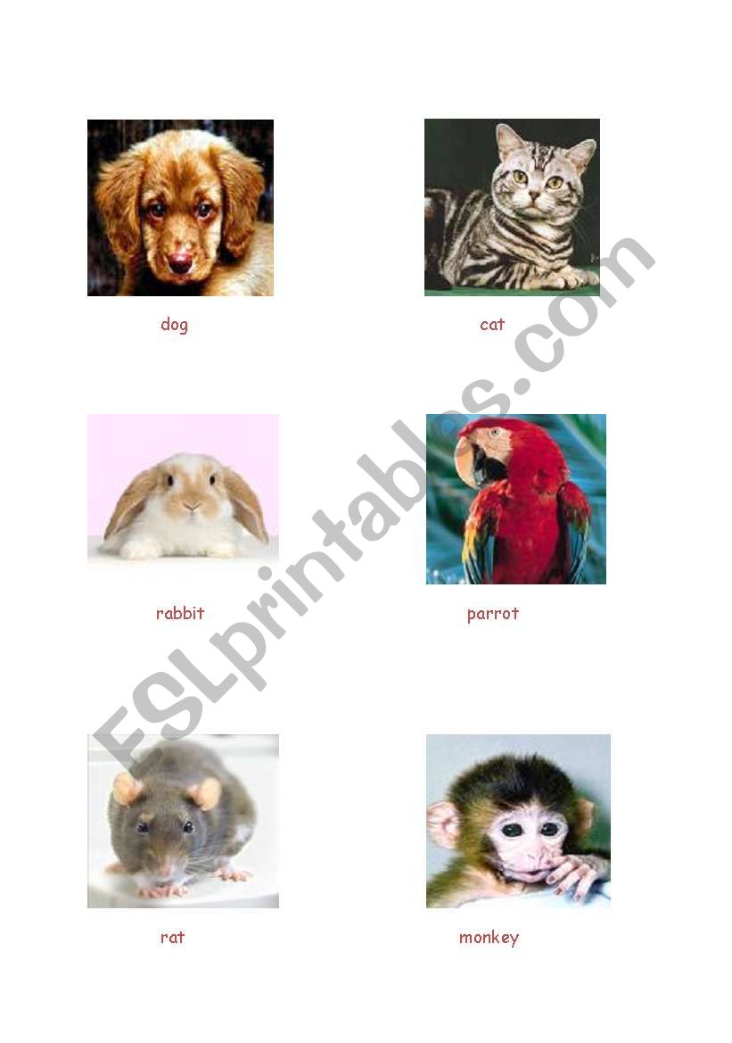 animals worksheet