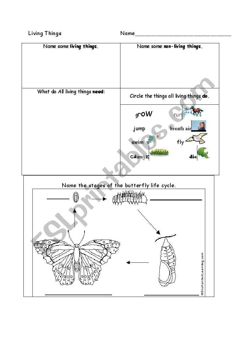 Living Things worksheet