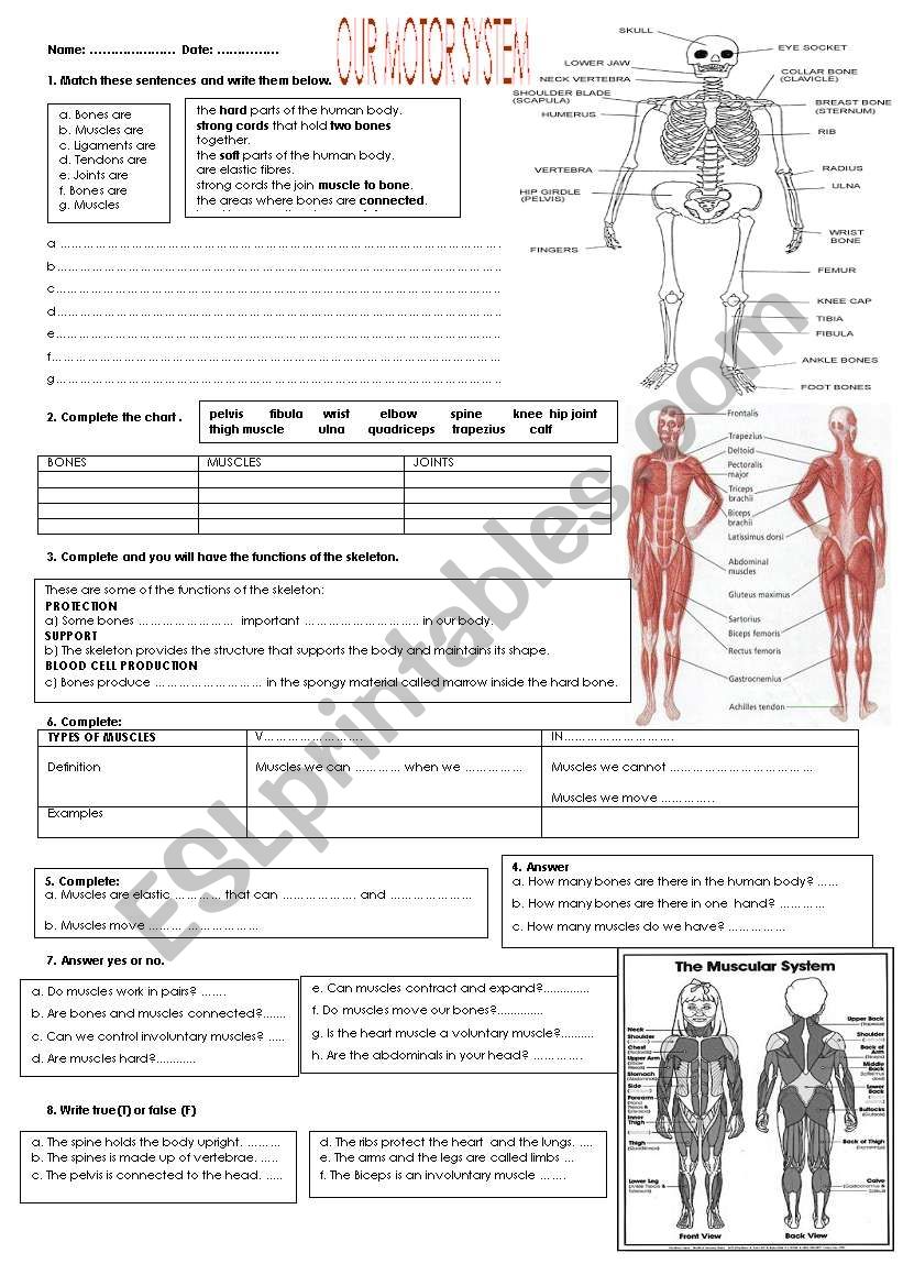 MY BODY REVISION worksheet