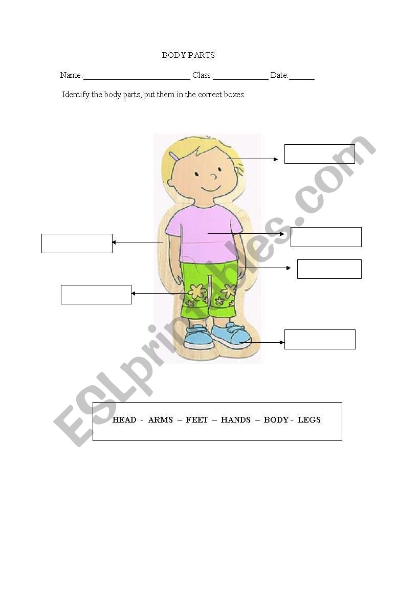 BODY PARTS  worksheet