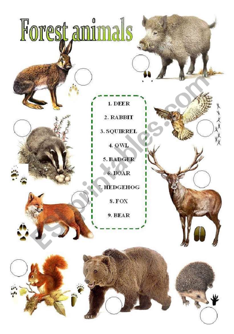 forest animals worksheet