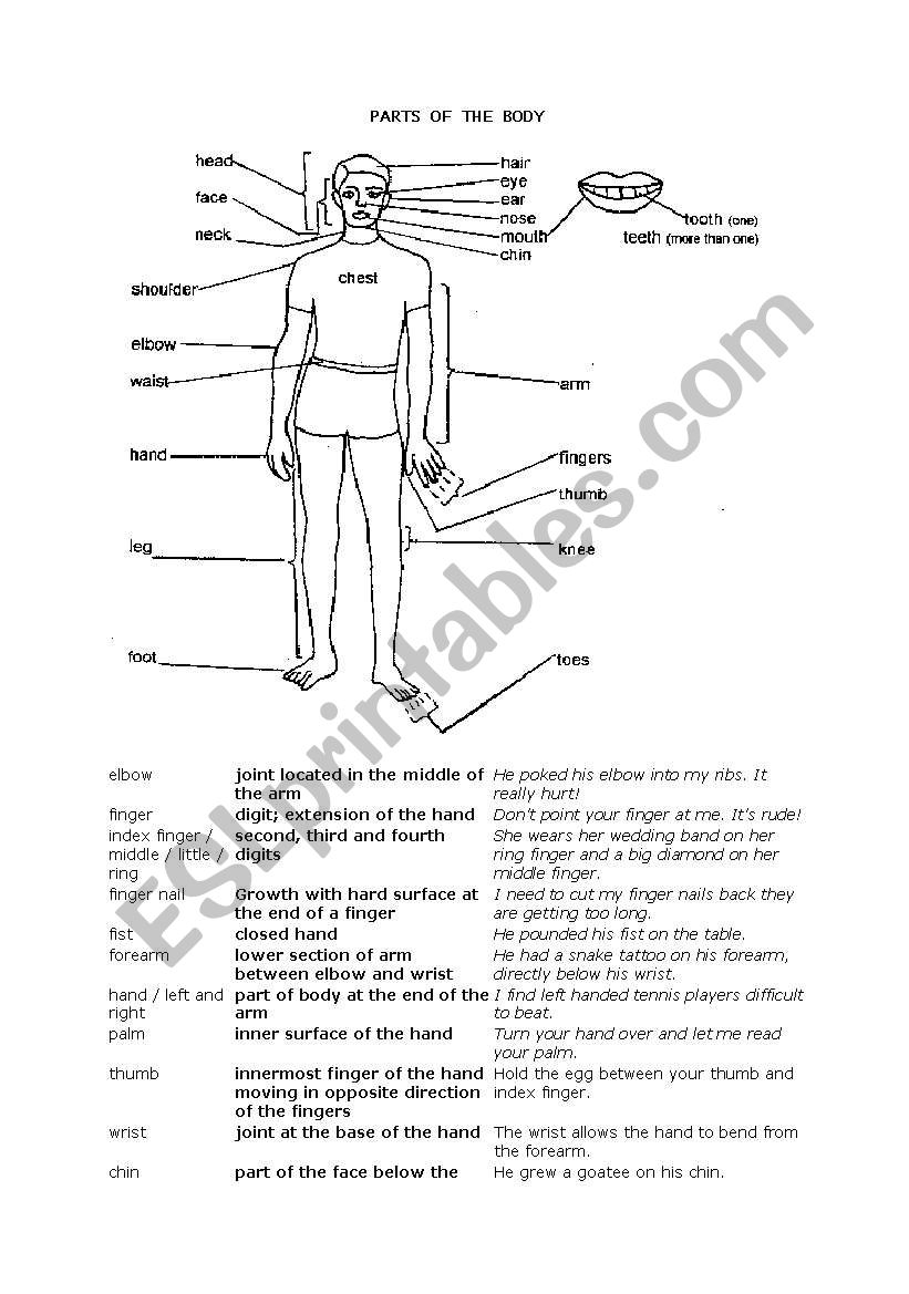 Parts of the body worksheet