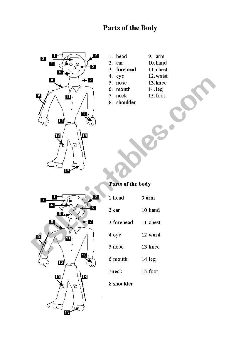 parts of body worksheet