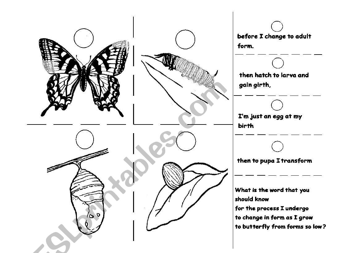 Butterfly Metamorphosis worksheet