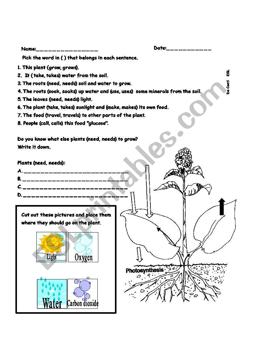 Photosynthesis worksheet