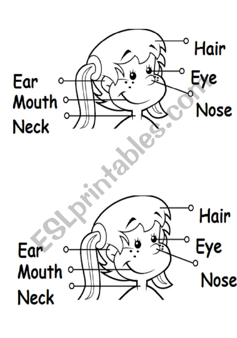 The face worksheet