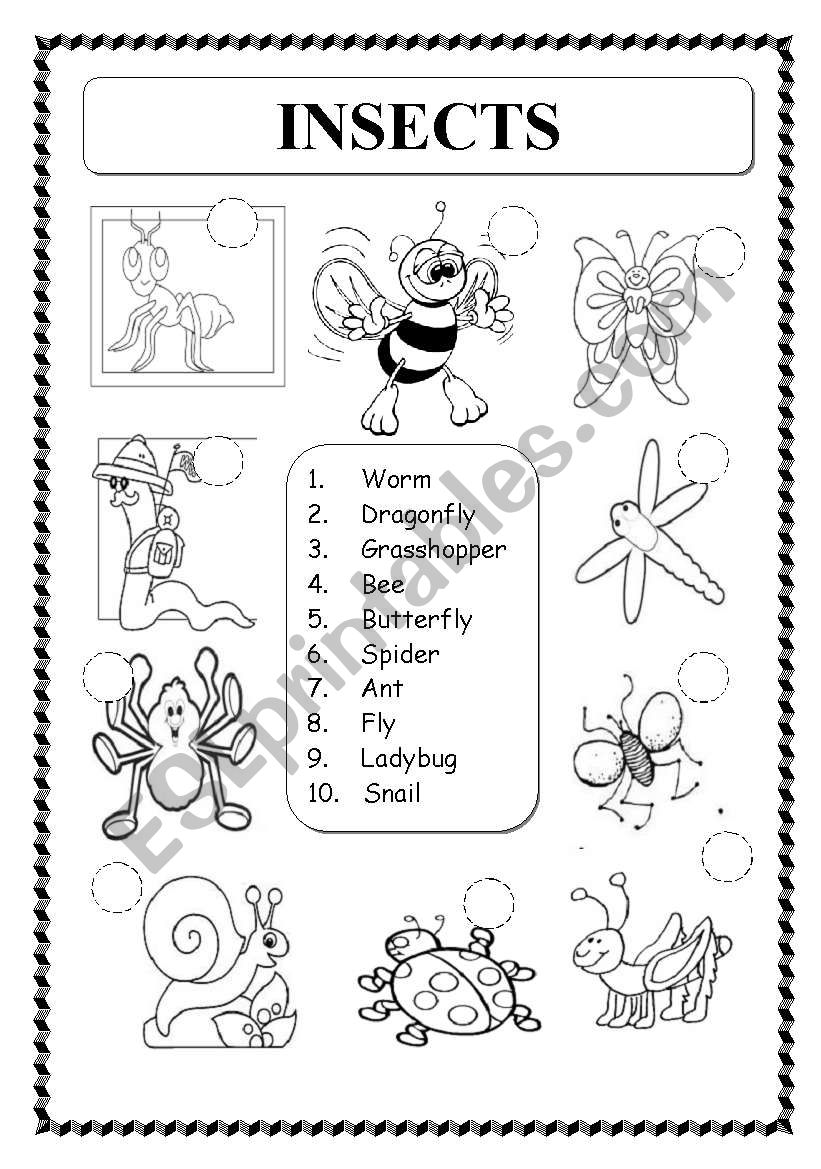 ANIMALS: INSECTS worksheet