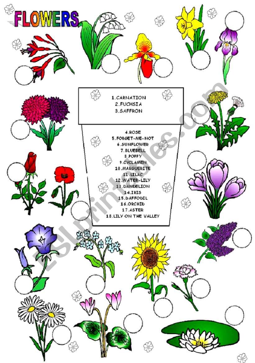 flowers worksheet