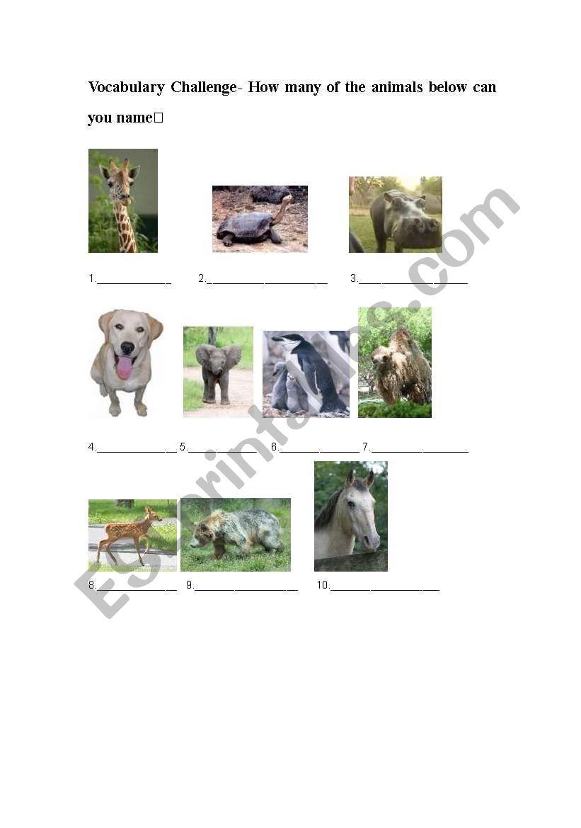 Animals worksheet