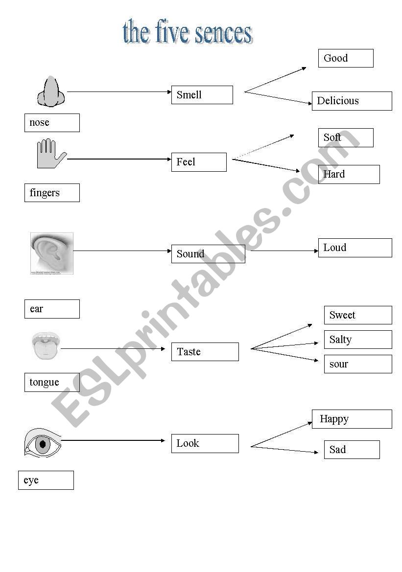 five senses worksheet