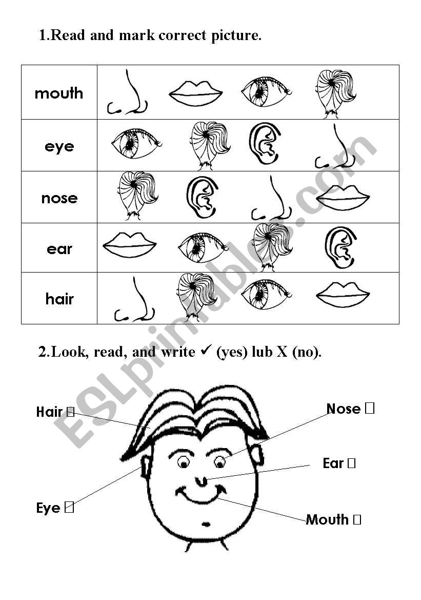 My face worksheet