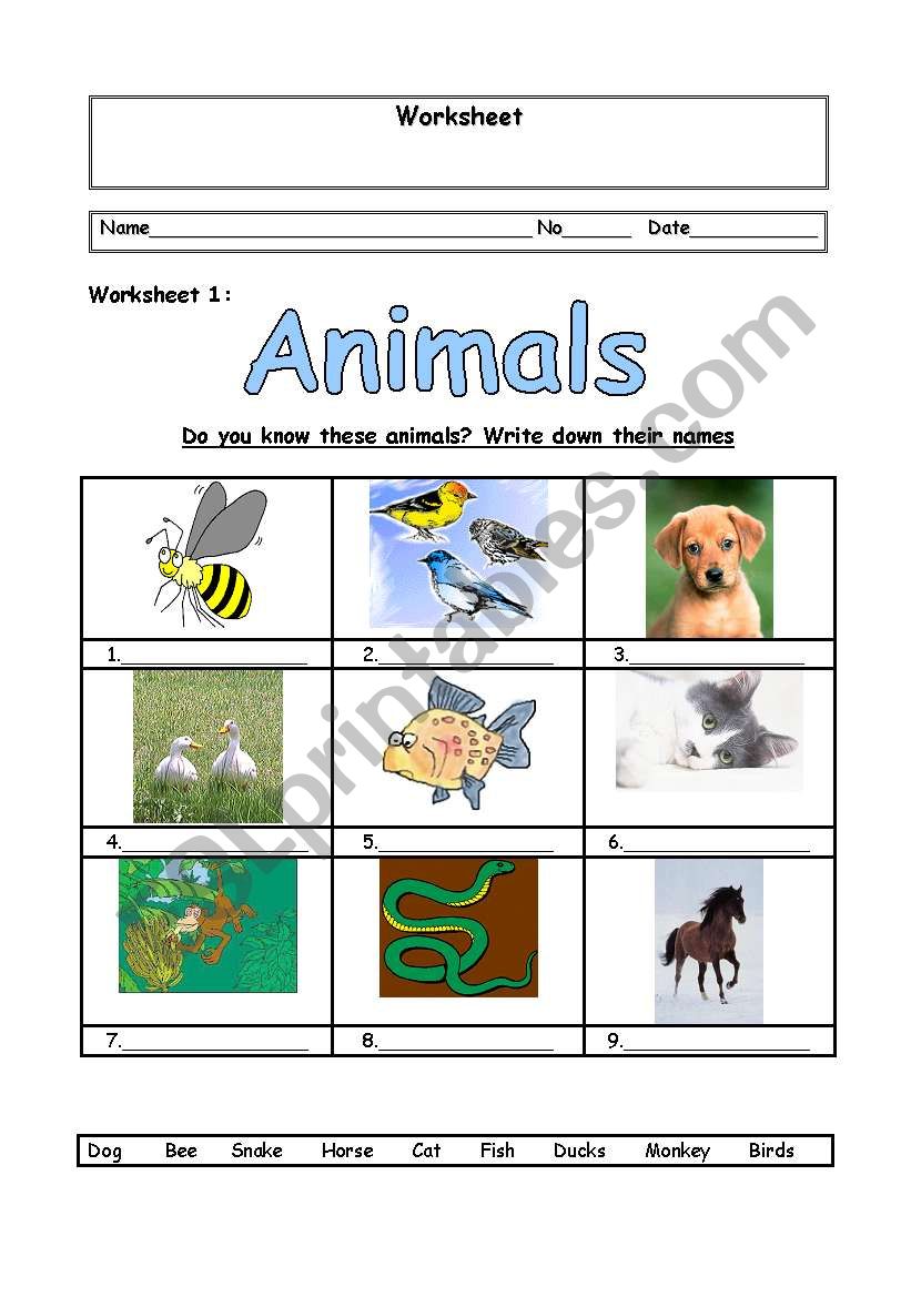 Animals worksheet