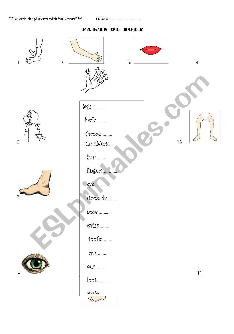 Body parts worksheet