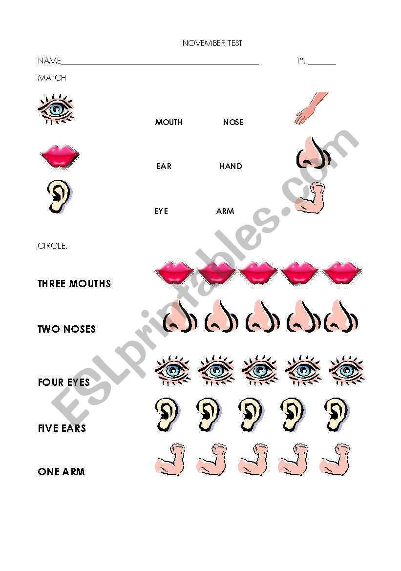 parts of the body worksheet