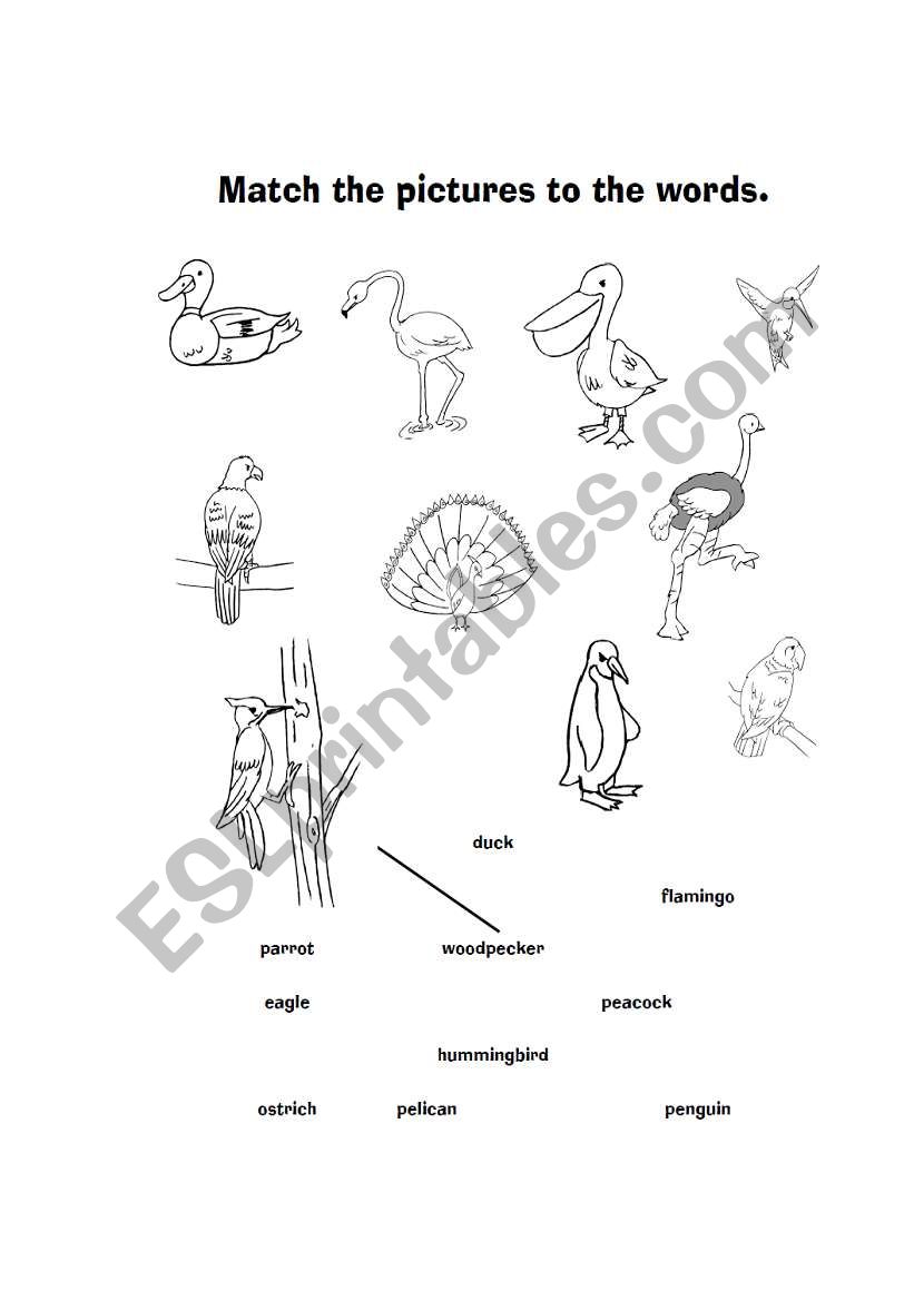 birds worksheet