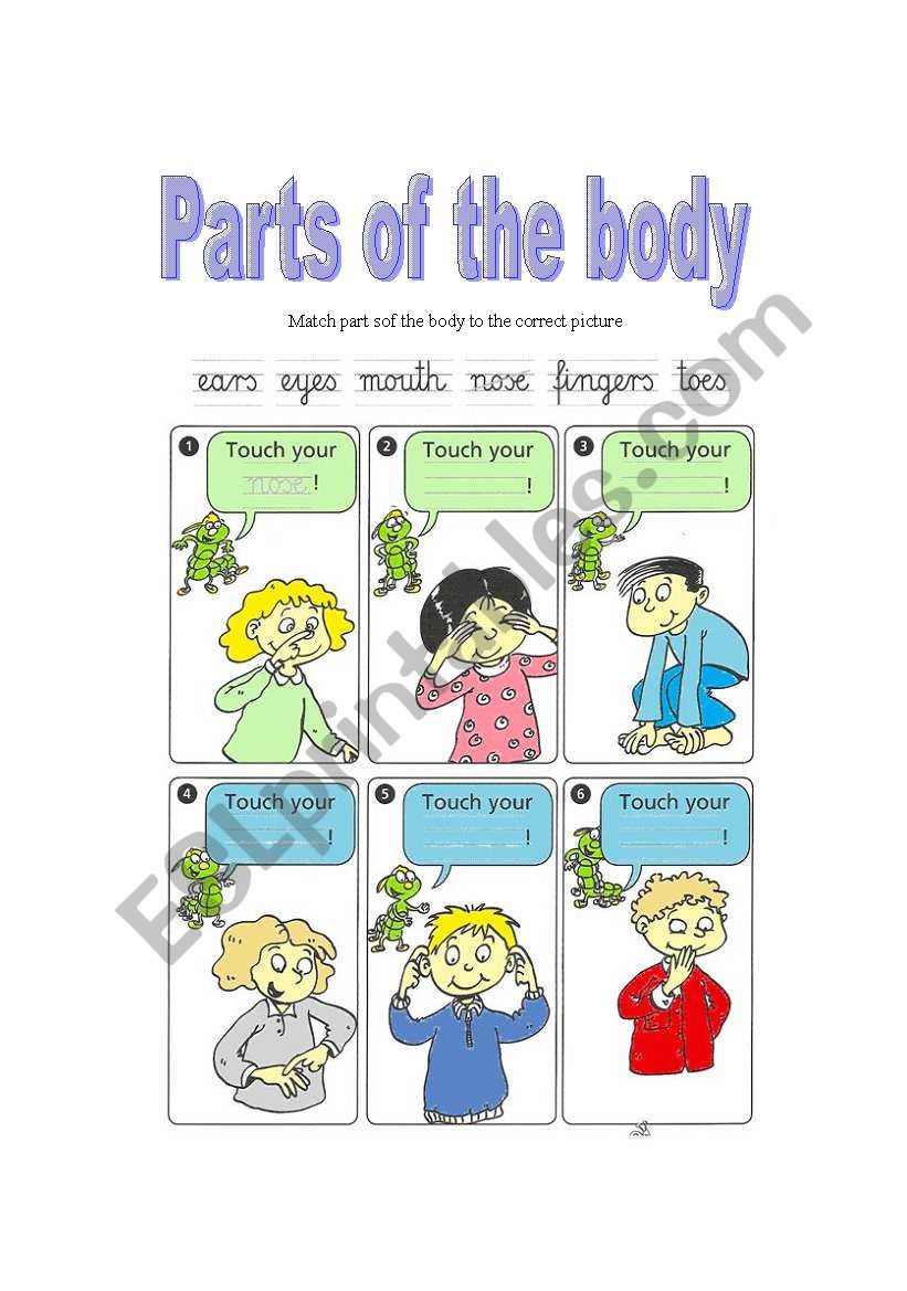 parts of the body worksheet