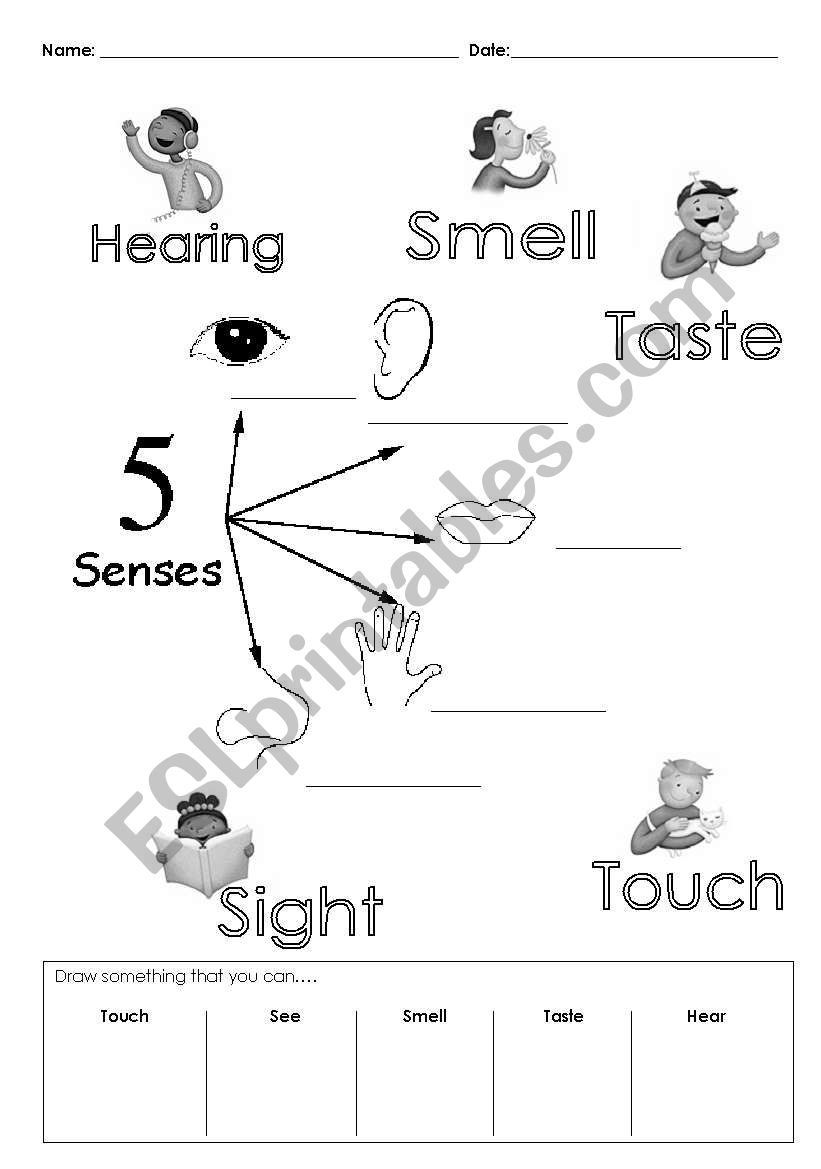 The five senses worksheet