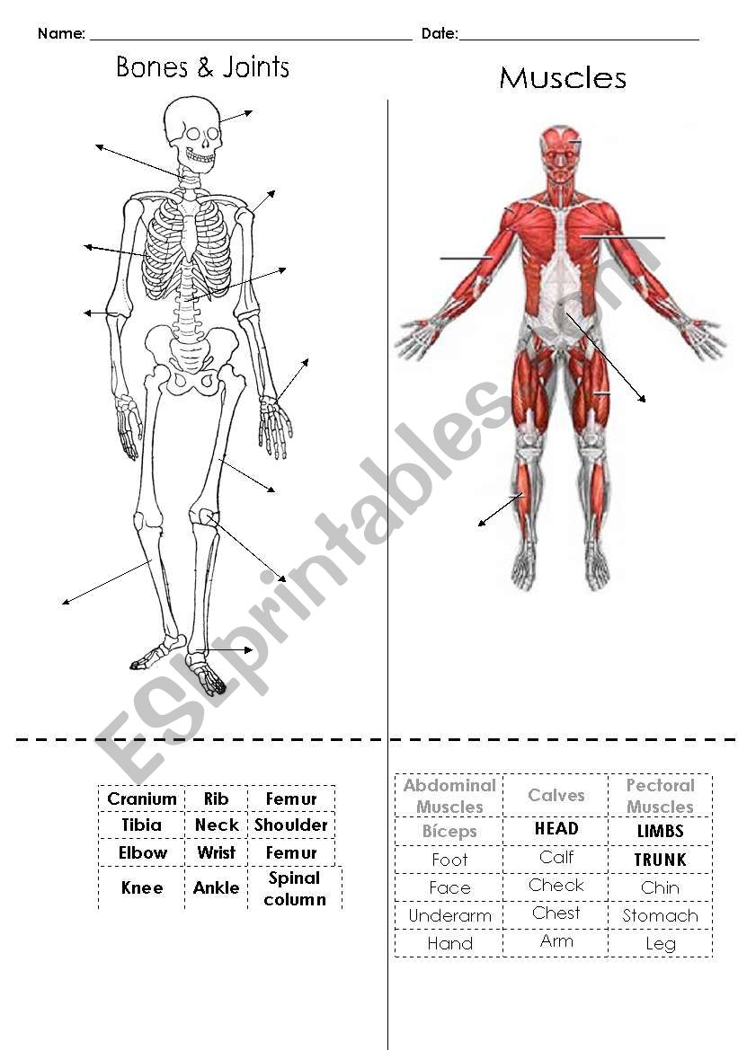 Parts of the body worksheet