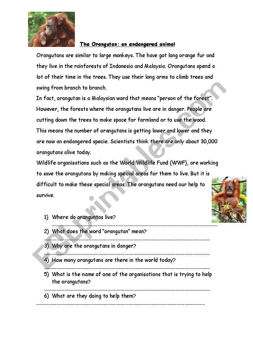 The orangutan worksheet