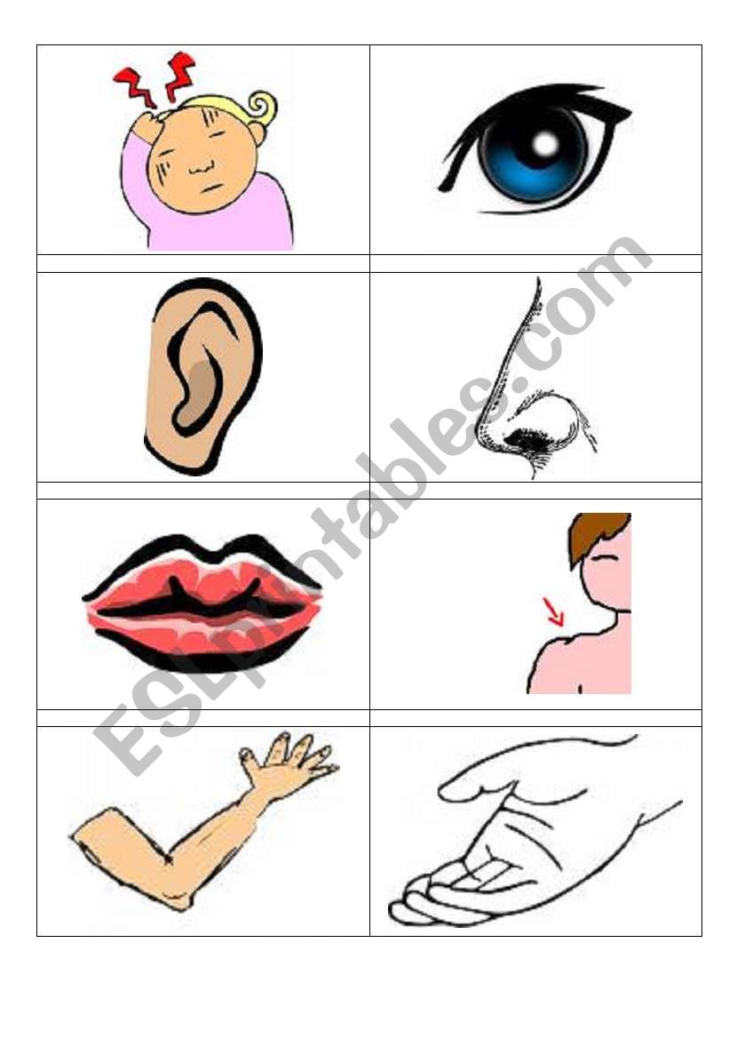 Human body flashcards worksheet