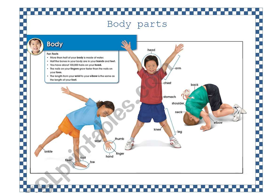 body parts worksheet