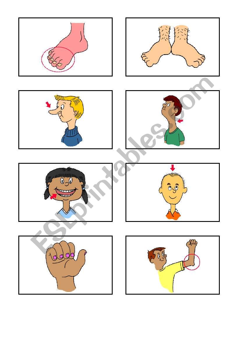 body part worksheet