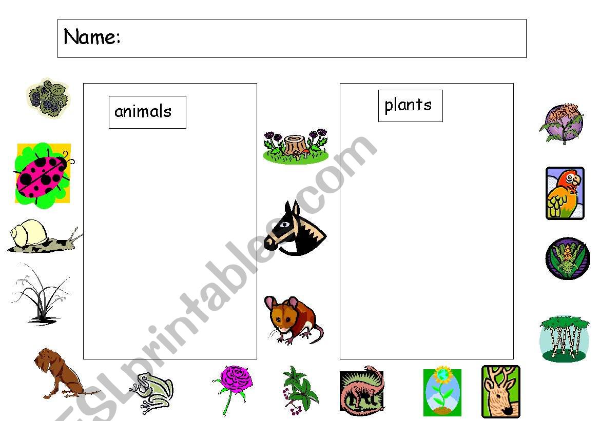 Plants & Animals worksheet
