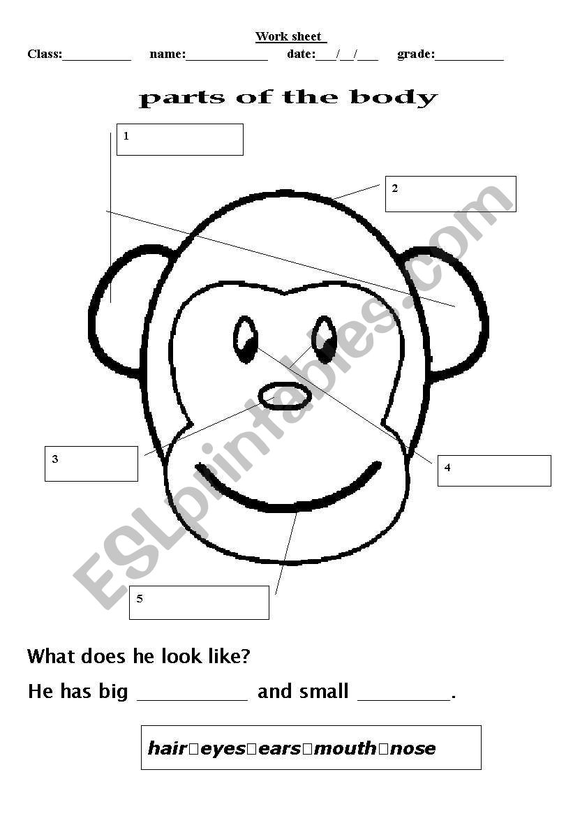 parts of the body worksheet