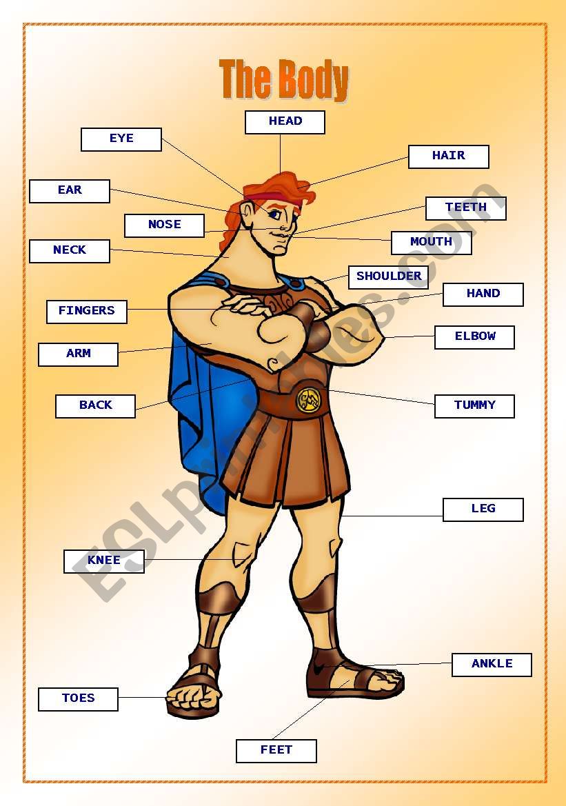 The Human Body-Hercules worksheet