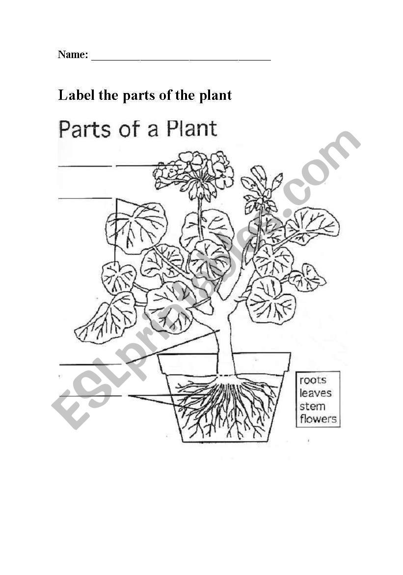 Label the parts of the plant activity sheet