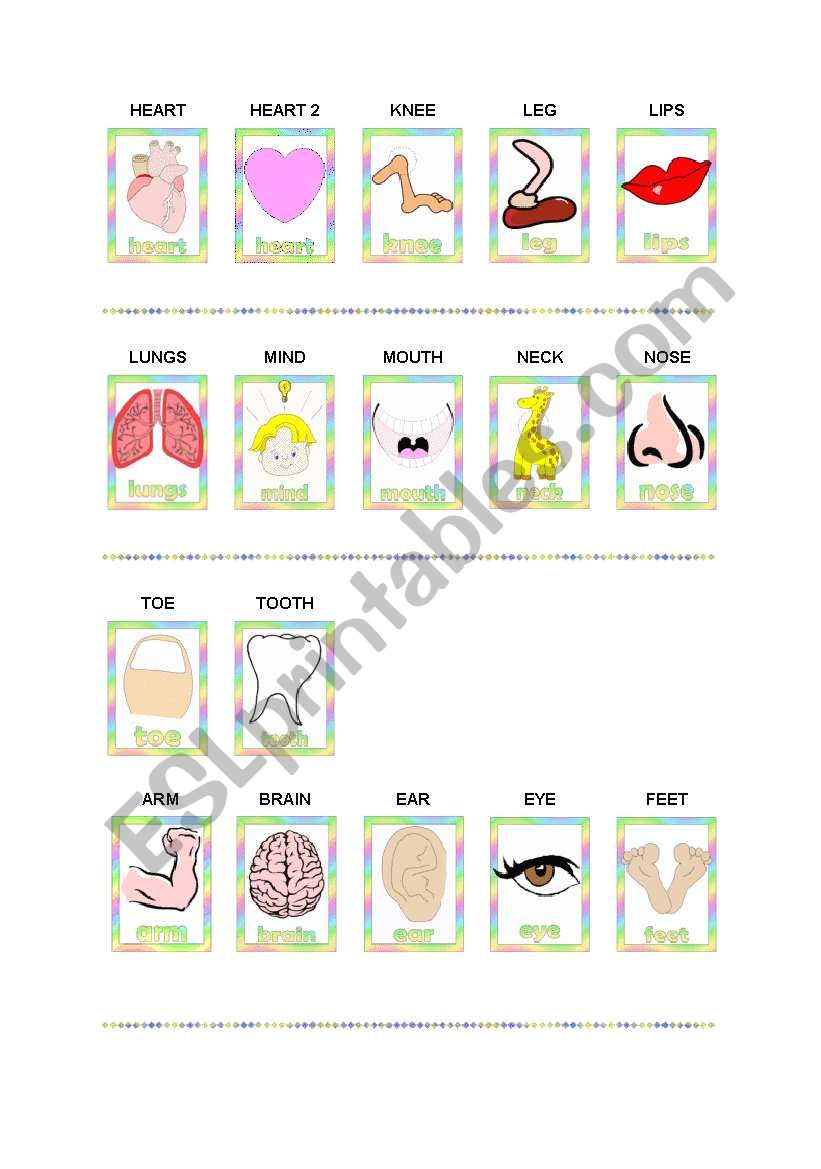 The body worksheet