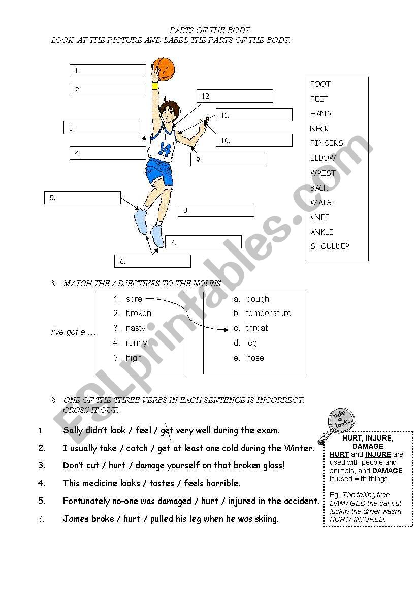 PARTS of the BODY worksheet