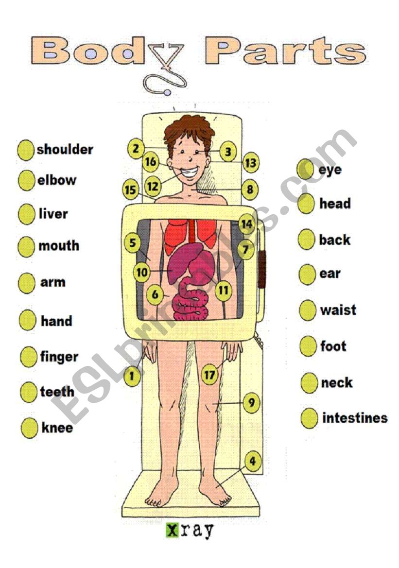 BODY PARTS: X-RAY worksheet